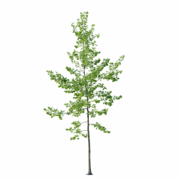 Quercus_0117_11.5m_3DShaker