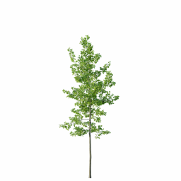 Quercus_0118_10m_3DShaker