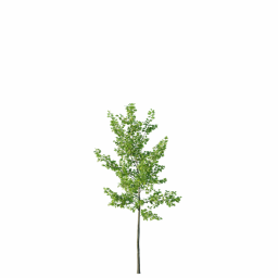 Quercus_0119_7.8m_3DShaker