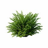 Cotoneaster_hedge0501_001