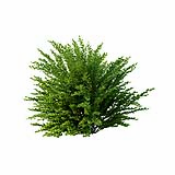 Cotoneaster_hedge0502_001