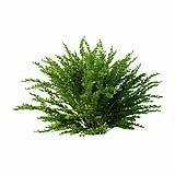 Cotoneaster_hedge0503_001
