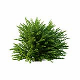 Cotoneaster_hedge0504_001