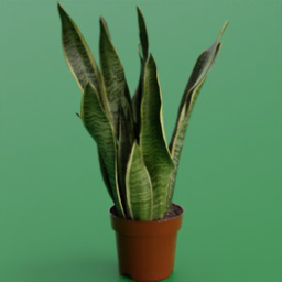 ikea_plant_sansevieria_trifasciata_14cm