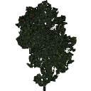 3DGardenPlants_Banksia_serrata_01_1_LP