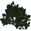 3DGardenPlants_Banksia_serrata_01_2_LP