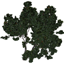 3DGardenPlants_Banksia_serrata_01_3_LP