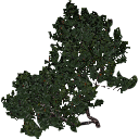 3DGardenPlants_Banksia_serrata_01_4_LP