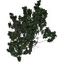 3DGardenPlants_Banksia_serrata_01_5_LP
