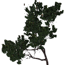 3DGardenPlants_Banksia_serrata_01_6_LP