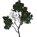 3DGardenPlants_Banksia_serrata_01_7_LP
