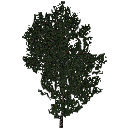 3DGardenPlants_Banksia_serrata_01_1