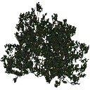 3DGardenPlants_Banksia_serrata_01_2