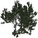 3DGardenPlants_Banksia_serrata_01_3