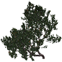 3DGardenPlants_Banksia_serrata_01_4