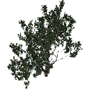 3DGardenPlants_Banksia_serrata_01_5
