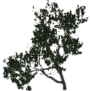 3DGardenPlants_Banksia_serrata_01_6