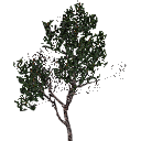 3DGardenPlants_Banksia_serrata_01_7