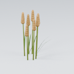 BulrushPlumes01