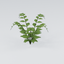Fern01