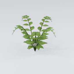 Fern03