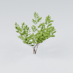 KK_Bush_1_A