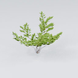 KK_Bush_1_B