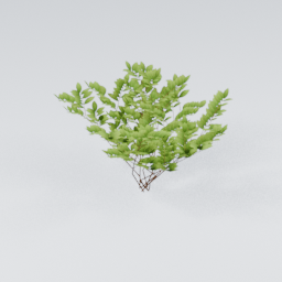 KK_Bush_1_D