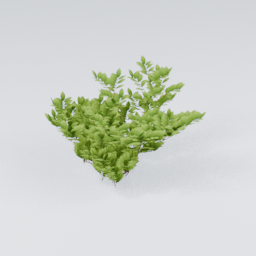 KK_Bush_1_E