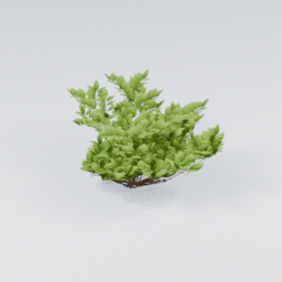KK_Bush_1_F