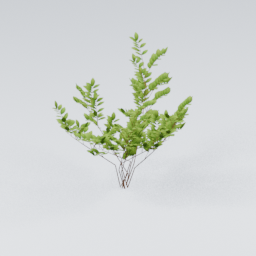KK_Bush_2_A