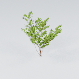 KK_Bush_2_B