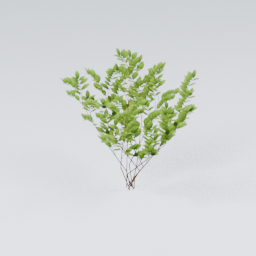 KK_Bush_2_C