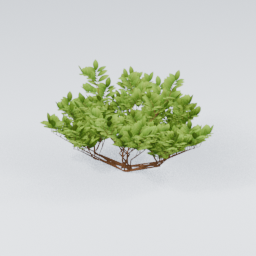 KK_Bush_2_D