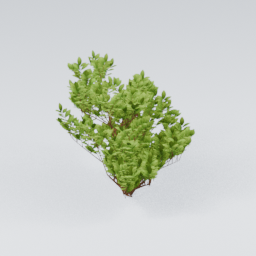 KK_Bush_2_F