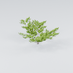 KK_Bush_3_A