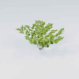KK_Bush_3_B