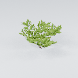 KK_Bush_3_C