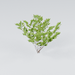 KK_Bush_4_A