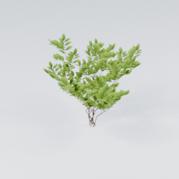 KK_Bush_4_B