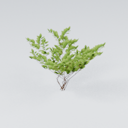 KK_Bush_4_C