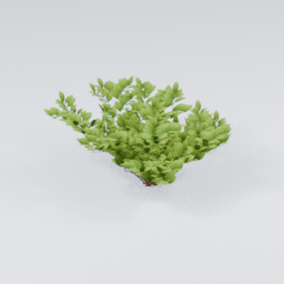KK_Bush_4_D