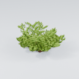 KK_Bush_4_E