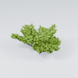 KK_Bush_4_F