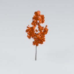QM_Birch_1