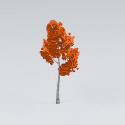 QM_Birch_2
