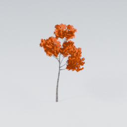 QM_Birch_3