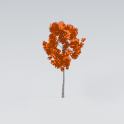 QM_Birch_4