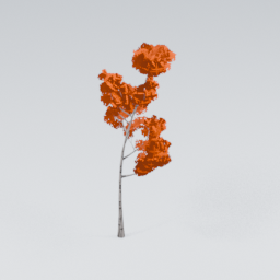 QM_Birch_5