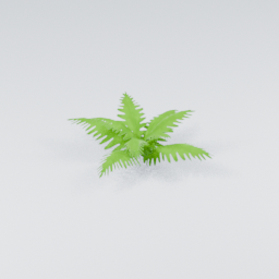 QM_Fern_1